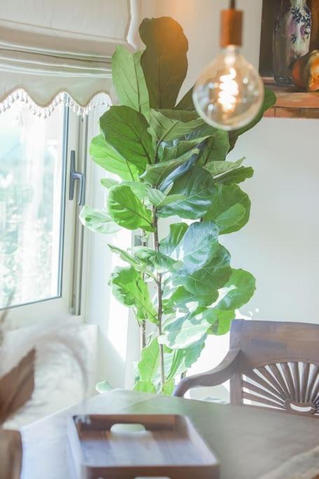 Mulberry Tree Villa アイオス・ニコラオス エクステリア 写真