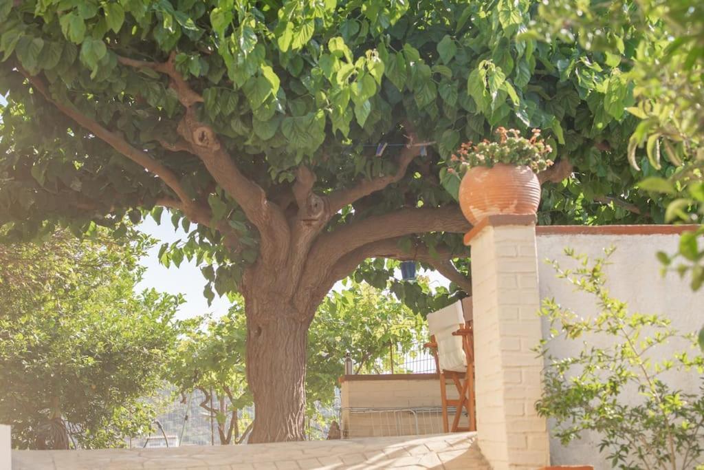Mulberry Tree Villa アイオス・ニコラオス エクステリア 写真