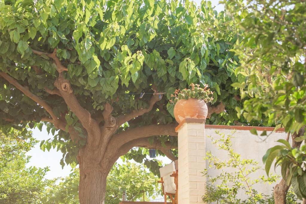 Mulberry Tree Villa アイオス・ニコラオス エクステリア 写真
